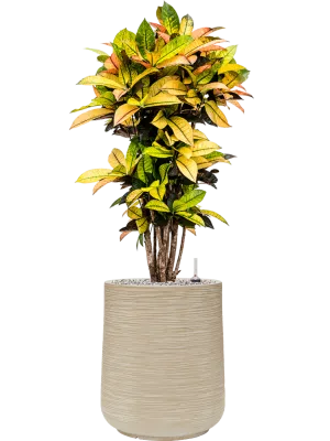 Croton (Codiaeum) variegatum 'Mrs. Iceton' in Baq Dune Office Plant With Pot 115cm Height 30cm Dia