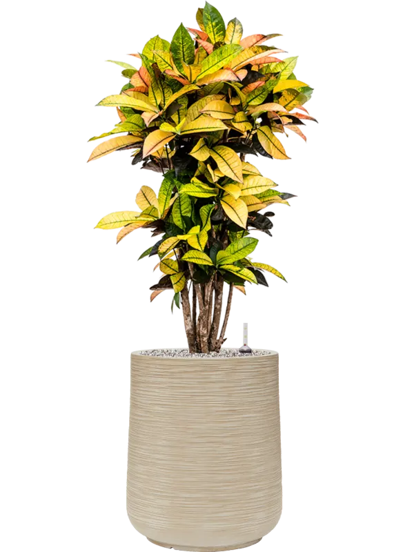 Croton (Codiaeum) variegatum 'Mrs. Iceton' in Baq Dune Office Plant With Pot 115cm Height 30cm Dia