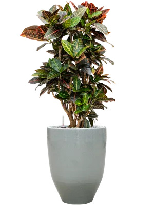 Croton (Codiaeum) variegatum 'Petra' in One and Only Office Plant With Pot 103cm Height 29.5cm Dia