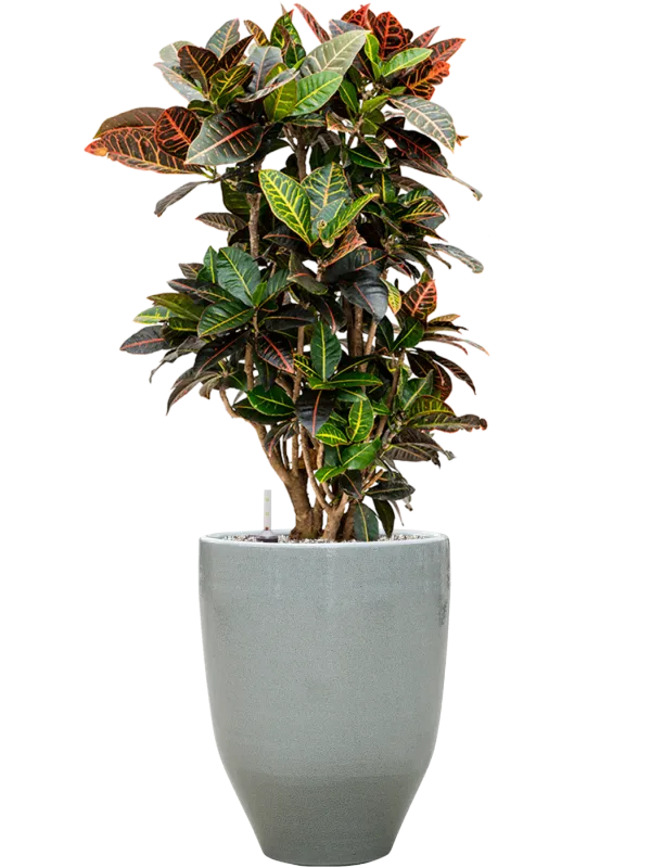 Croton (Codiaeum) variegatum 'Petra' in One and Only Office Plant With Pot 103cm Height 29.5cm Dia